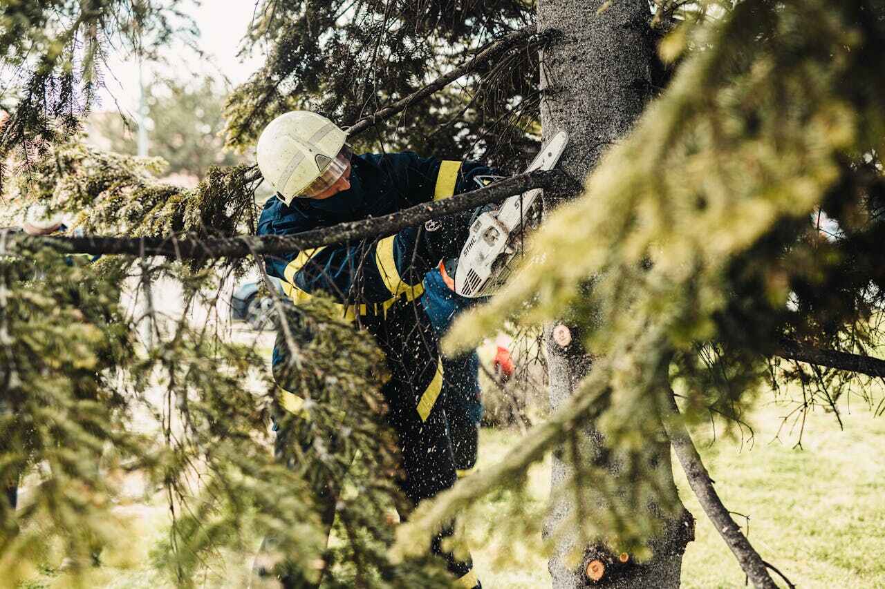 Residential Tree Removal in Hedwig Village, TX